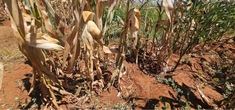 Makueni farmers thrive despite erratic rains through climate-smart farming