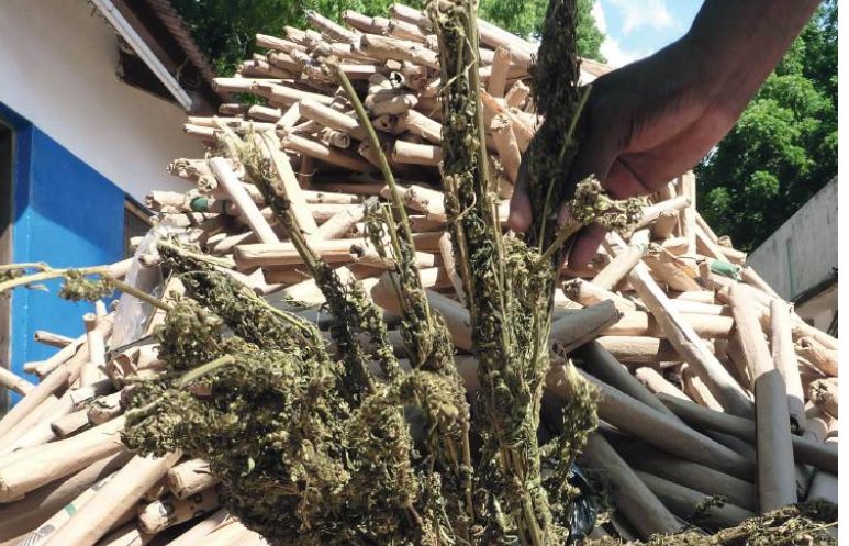 Bhang debate splits Bunge as MPs push for law change