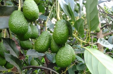 Kenya launches digital traceability system to strengthen horticulture exports
