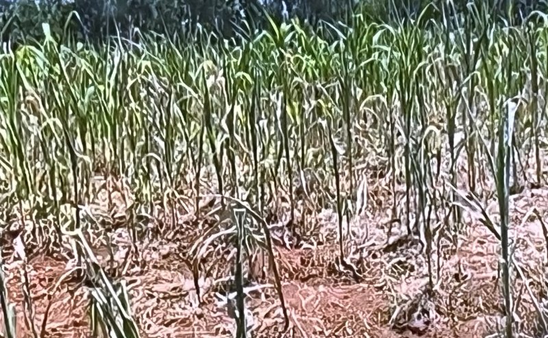 Rift maize farmers stare at losses as crops dry up