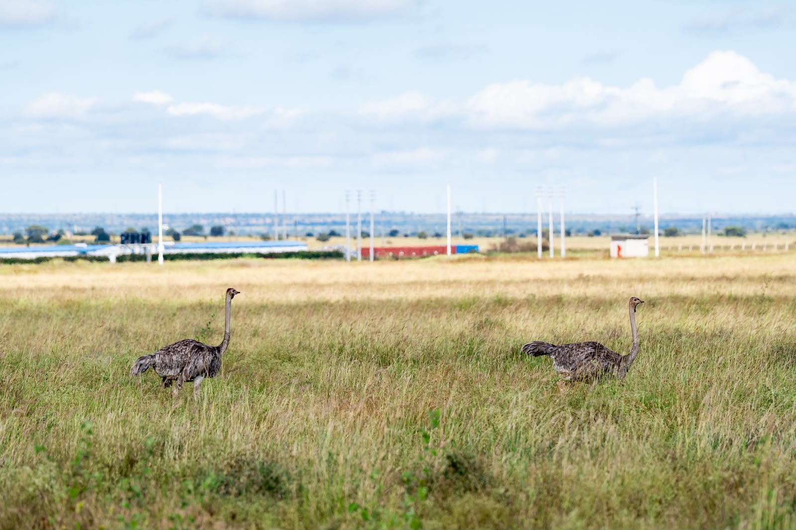 Konza makes history after wildlife conservancy listed