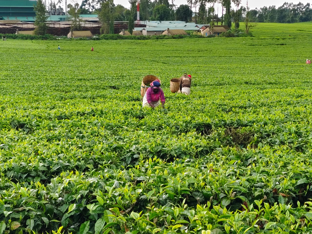 EXPLAINER: How tea levy will work, who will pay