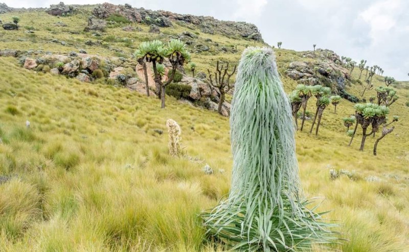 KWS probes viral video on rare Giant Lobelias destruction