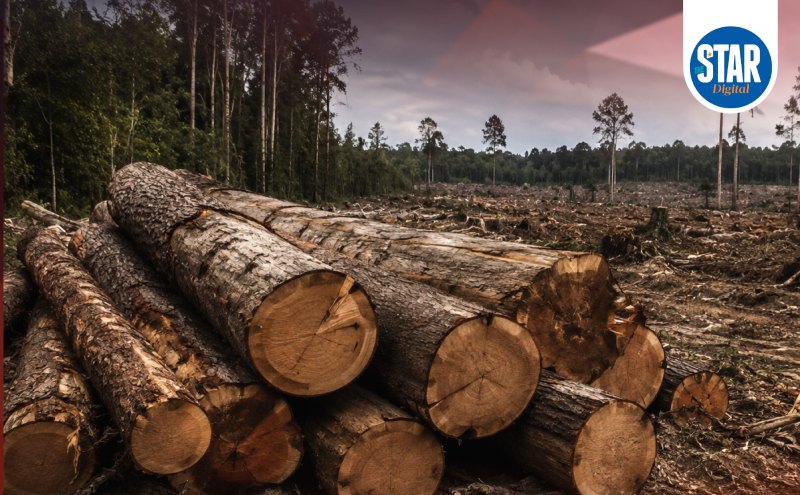 Which countries lost most forest?
