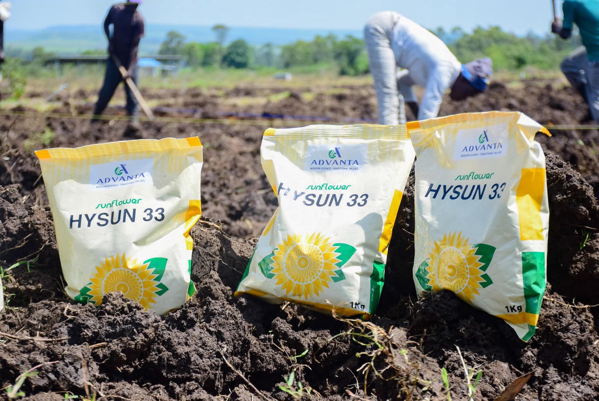 Sunflower project to benefit 3,000 Lake Basin farmers