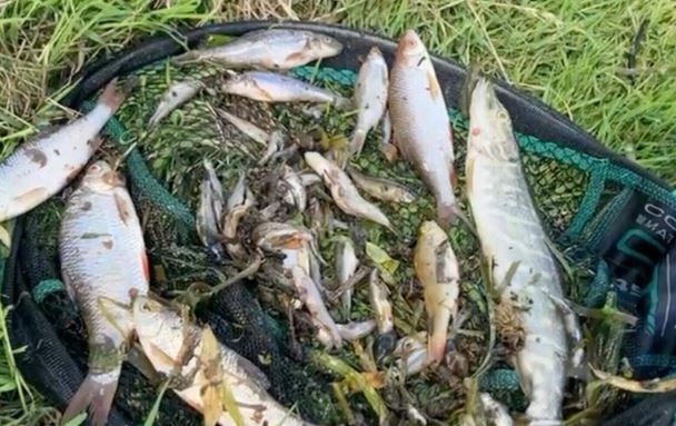 Over 20,000 fish killed after river polluted