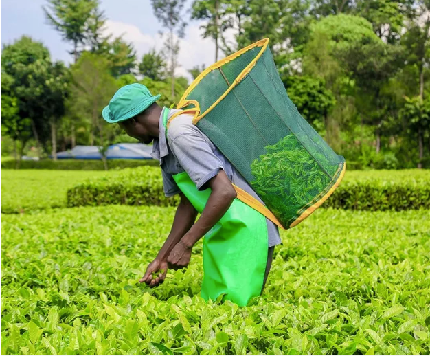 Kenya's tea export up by 6% but key markets reel from conflict