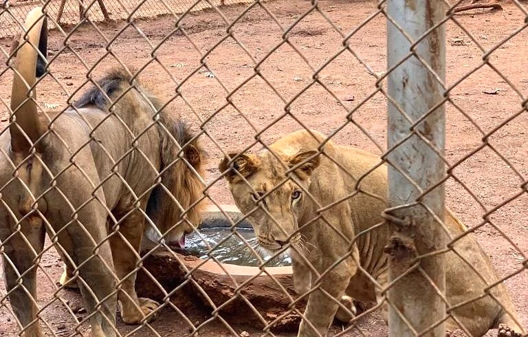 OUT AND ABOUT: What makes lions nature’s royalty