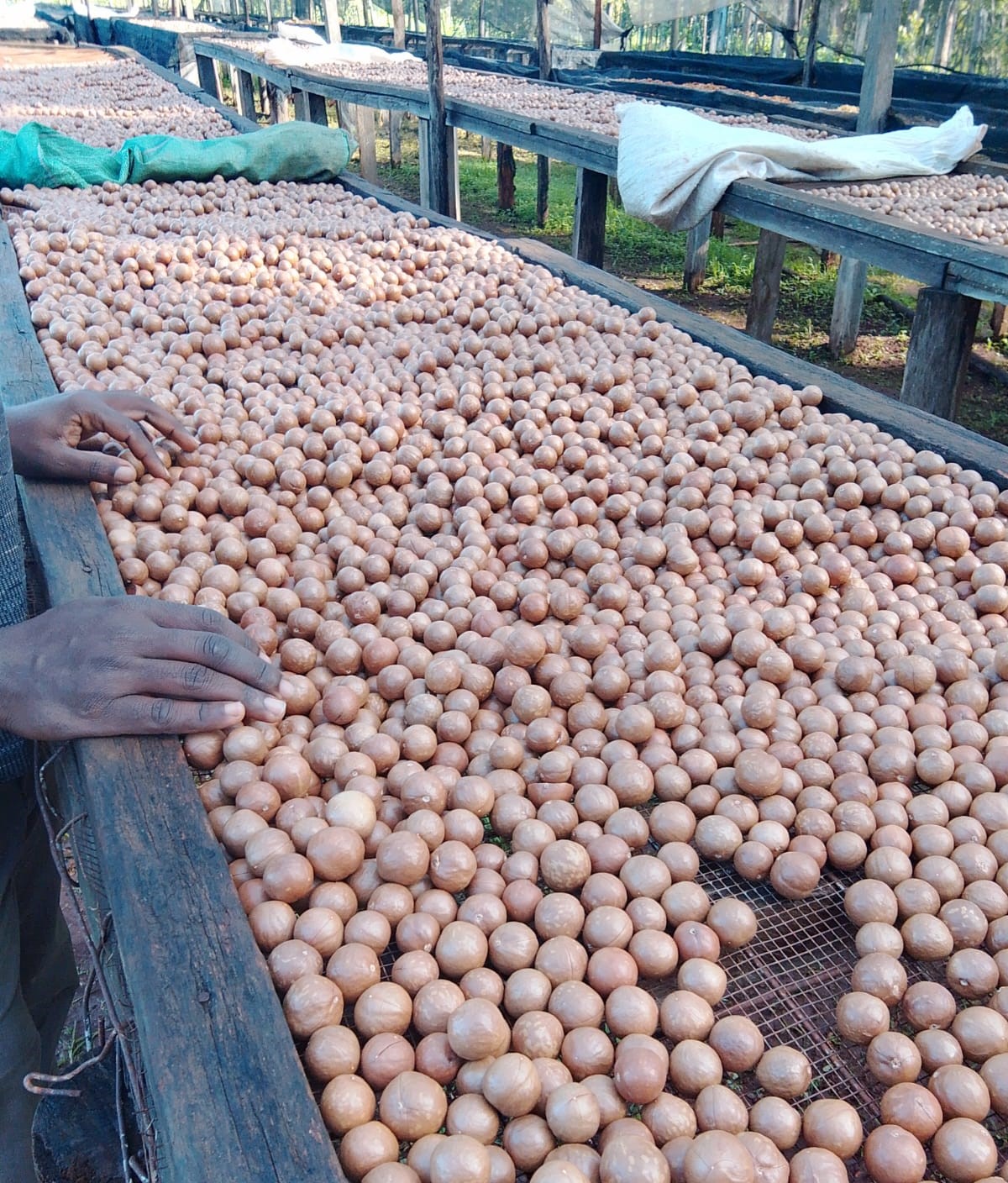 Relief for macadamia farmers as ministry signals review