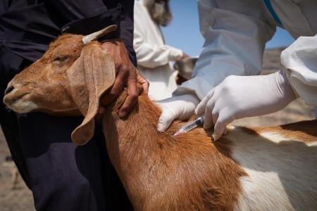 Livestock disease alert as Foot-and-Mouth cases emerge in ASAL counties