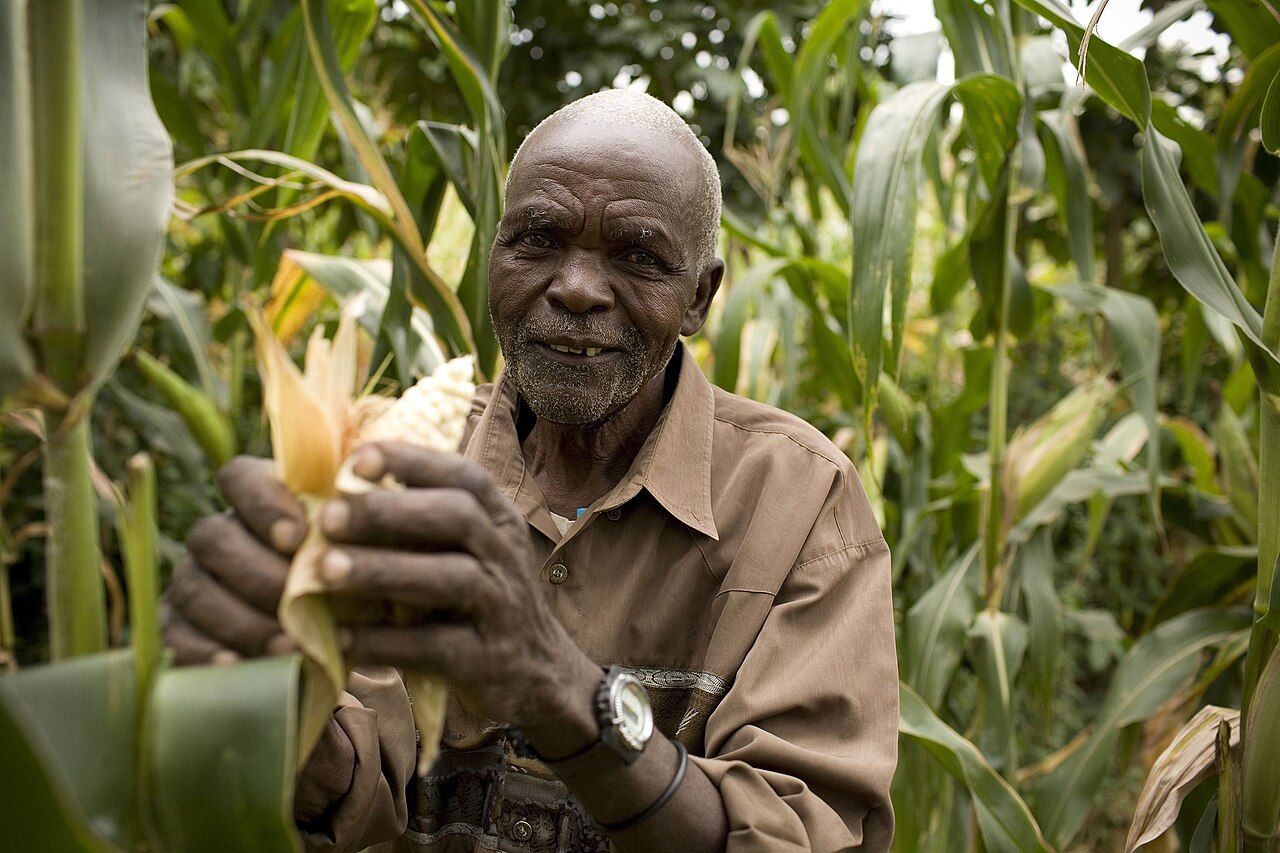 Maize tangled in policy debates on price, GMOs