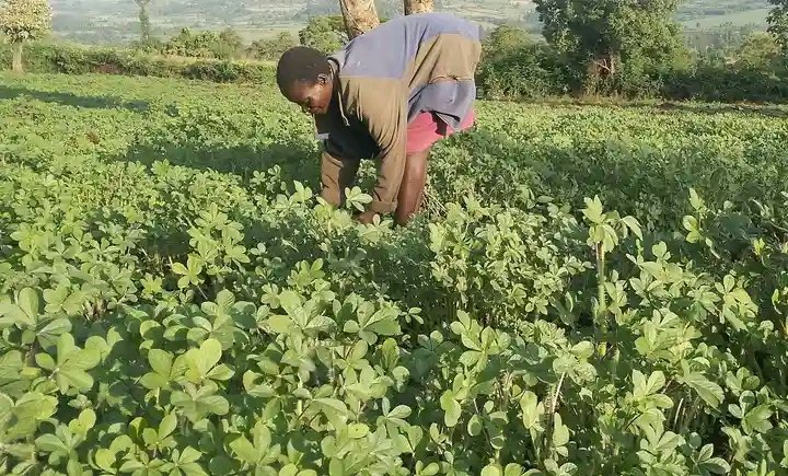 Farmers reap big as demand for kienyeji vegetables rises
