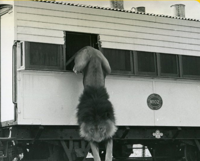 Tsavo lions that halted Uganda Railway in 1898