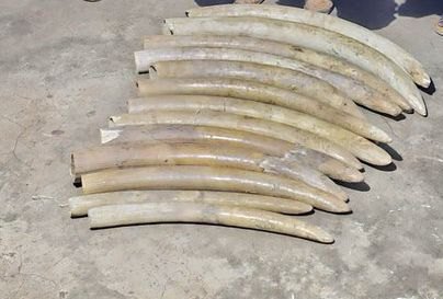 Suspected poacher nabbed with Sh2m tusks, hippo tooth