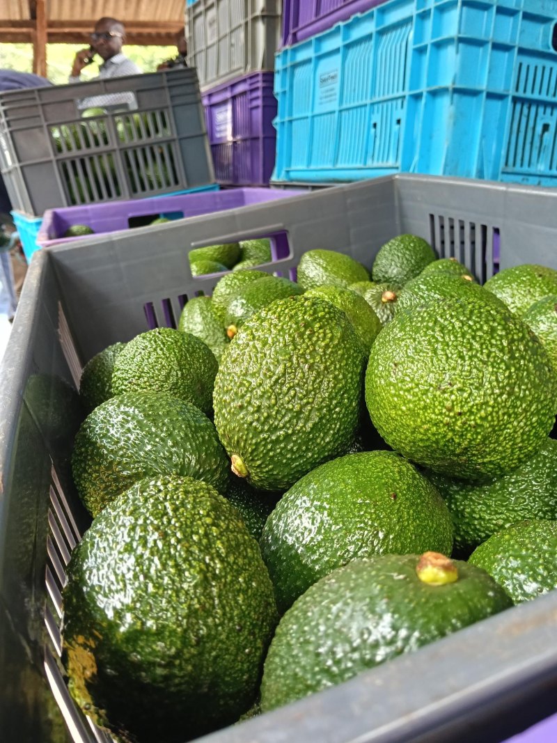 How avocado farmers in Gatundu are reaping big from booming export market