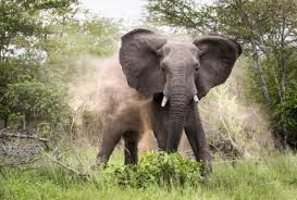 Woman killed by jumbo while crossing Kirisia Forest