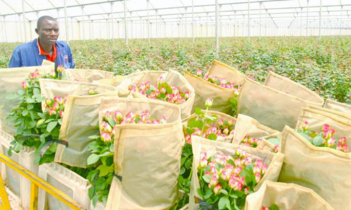 Flower exports bloom to over Sh143bn amid rising demand