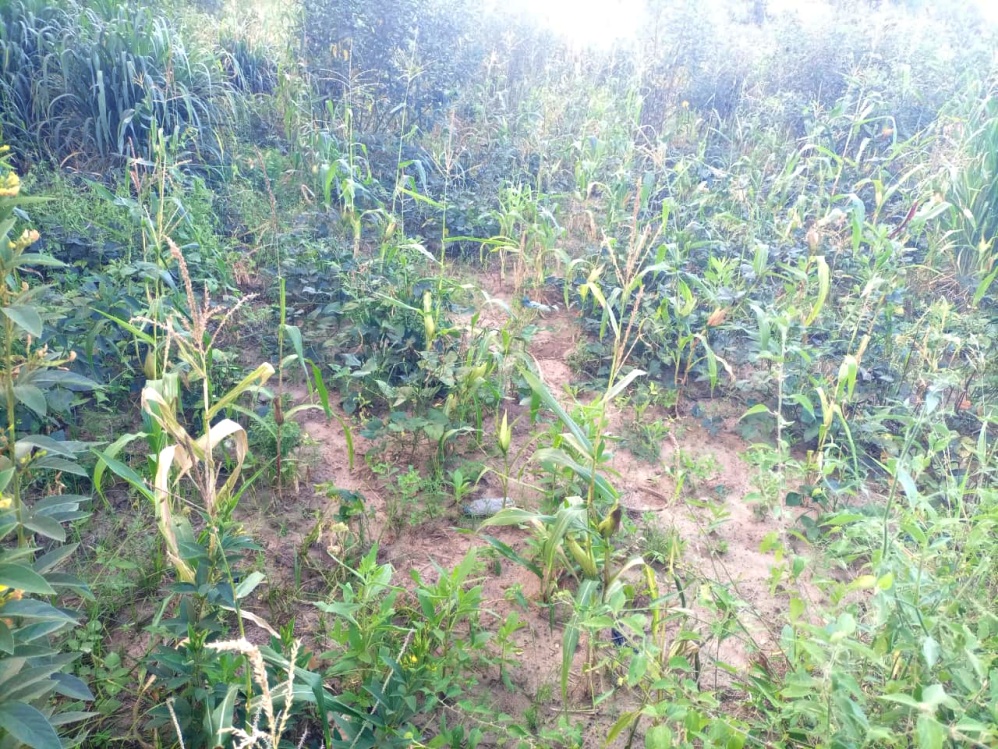 Traditional farming practices hindering food security in Kitui, says executive