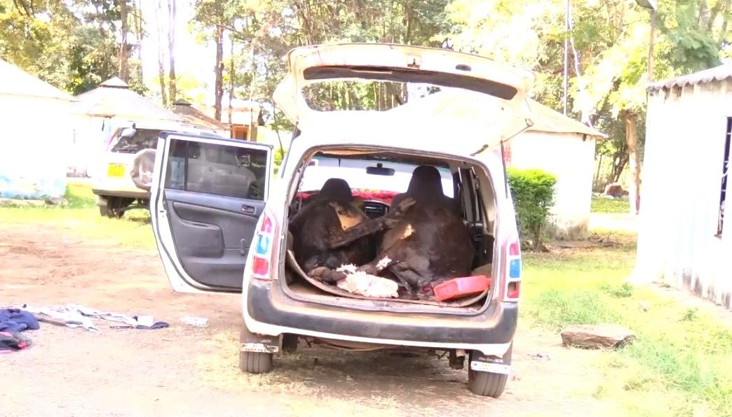 Stock theft suspect arrested in Kirinyaga with cow carcasses inside his Probox car