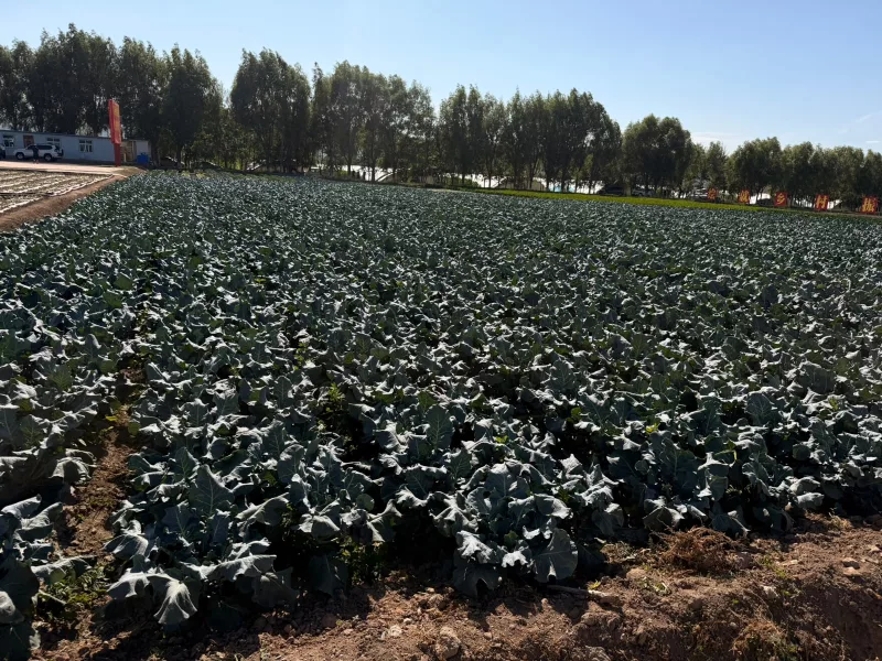 Lessons for Kenya from China’s poverty-ending agrirevolution