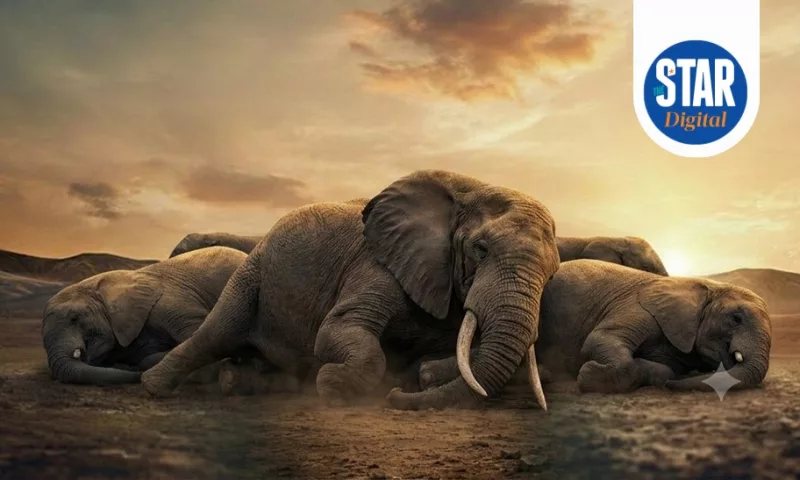 What to know about 15 Elephants that died in Amboseli