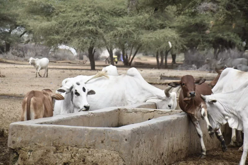 NDMA: Good rains fail to end food crisis in Wajir
