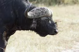 Woman killed in buffalo attack in Tana River