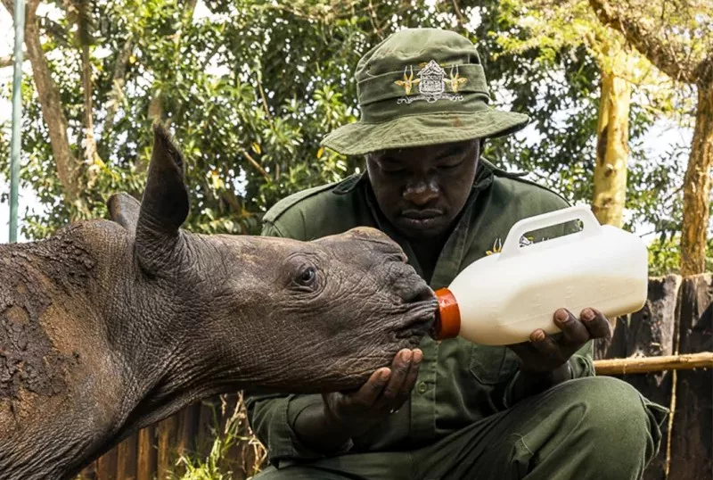 Rhino born without anus doing well after surgery