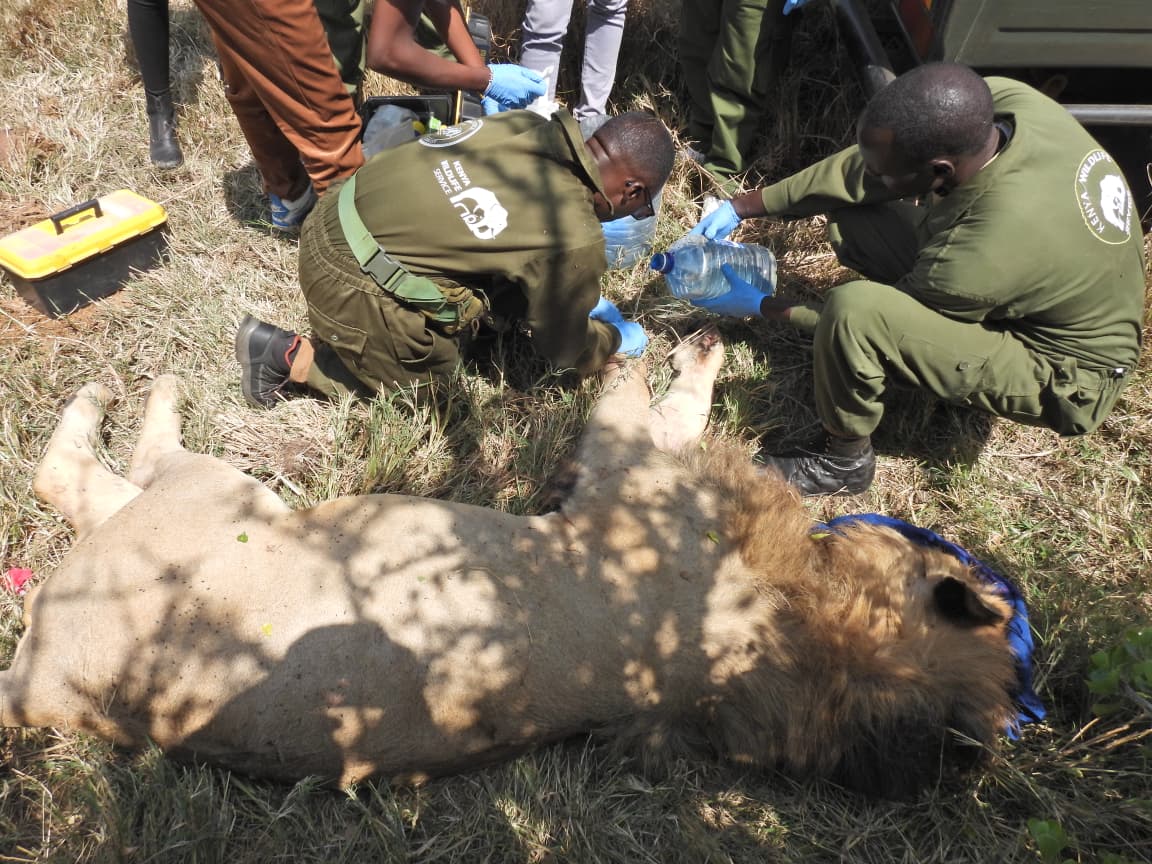 Maasai Mara lion survives buffalo attack