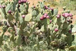 Tiny bug offers relief from invasive cactus in Laikipia