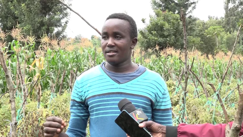 Irrigation transforms fortunes of farmers in Kirinyaga county