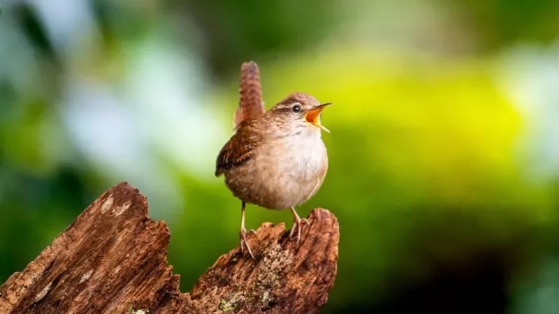 Scientists find the secret of birdsong's 'spectacular diversity'