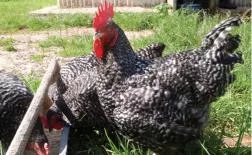 Kalro now unveils improved indigenous chicken breeds