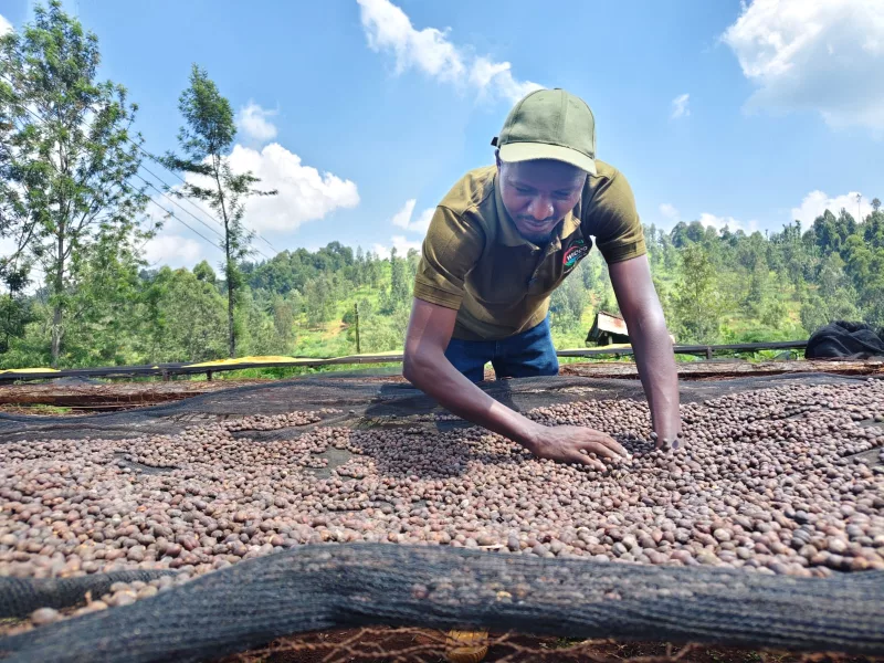 Boon for farmers as coffee earnings hit Sh38.3 billion