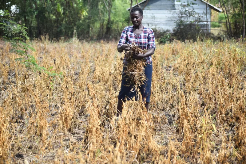 Soya bean farming transforms livelihoods in Homa Bay
