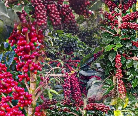 Kericho tops Kenya coffee sales as earnings hit Sh31.9bn