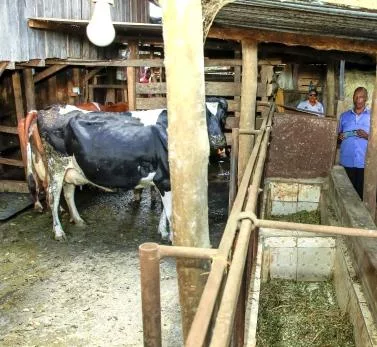 Feed industry calls for reforms to make animal food affordable