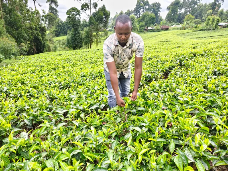 TBK defends tea levy as June auction delivers Sh13bn to farmers