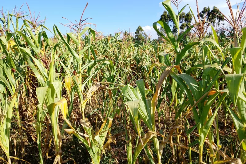Crop failure in North Rift raises food security fears