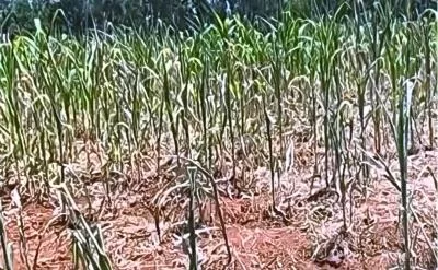 Poor maize performance could lead to a shortage in the country