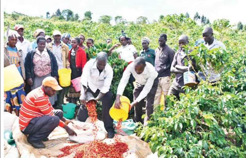 How coffee reforms have lifted 700,000 farmers