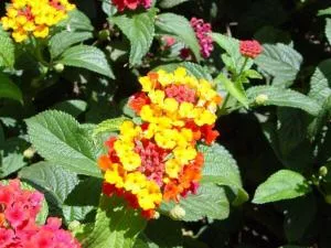 Study: Popular live fence plants driving spread of invasive species