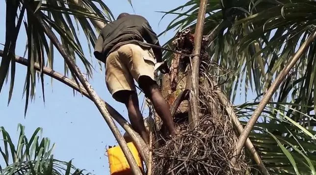 Palm wine tapper dies after falling from tree