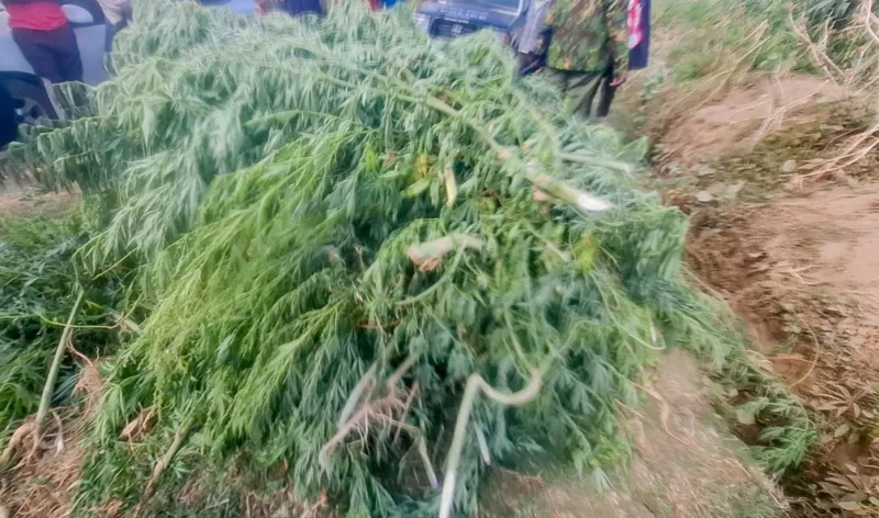 Police uncover bhang disguised as maize farm