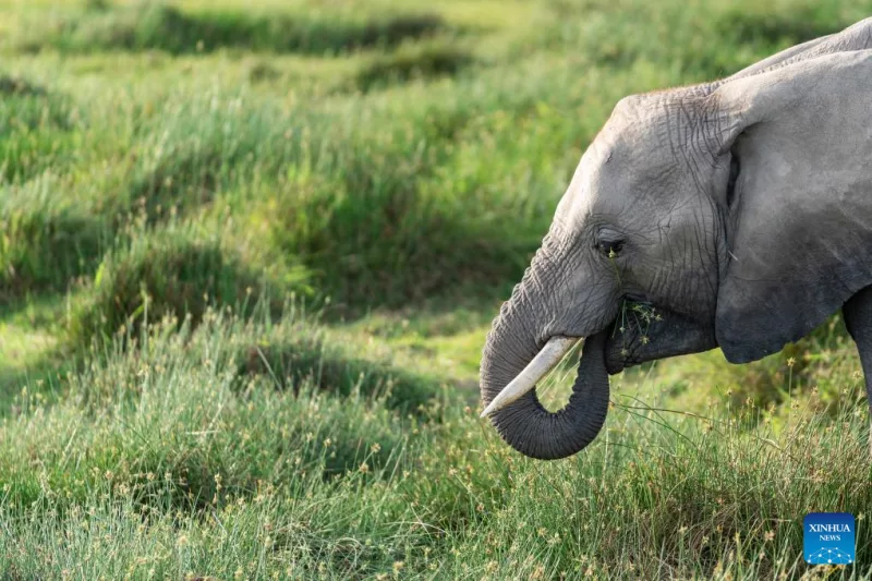 60-year-old herder killed in elephant attack in Isiolo