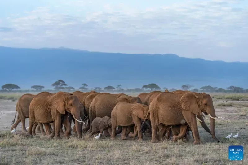 KWS now links elephant deaths to farm pesticide
