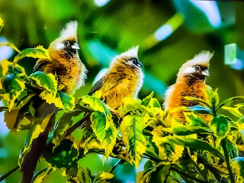 Birds in one of the parks