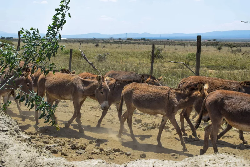 Study: Donkey skin trade threatens livelihoods, national security