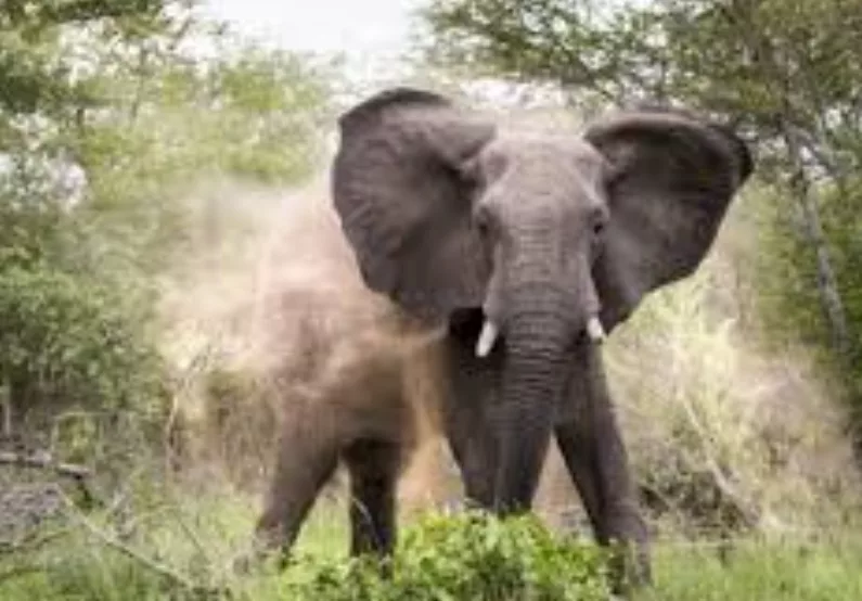 Woman, 49, killed by elephant in Marsabit Forest