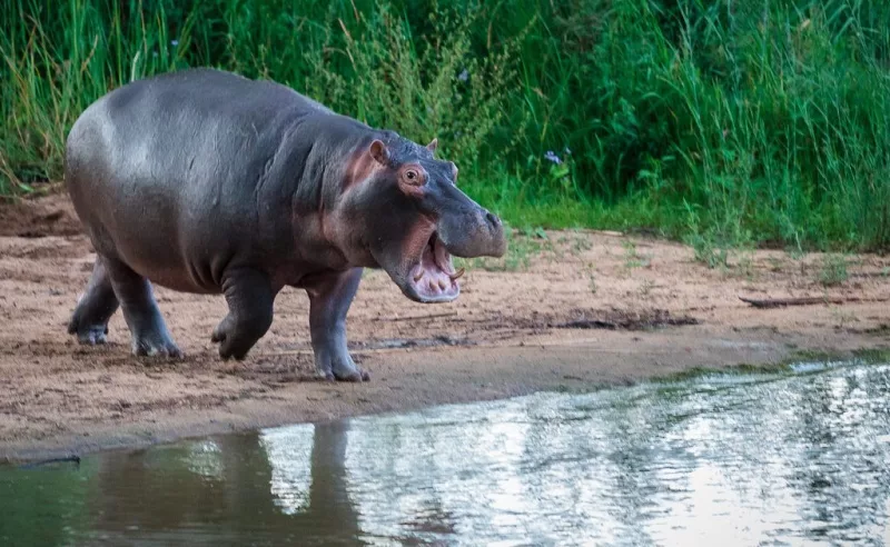 2 drown after hippo capsizes canoe in Tana River